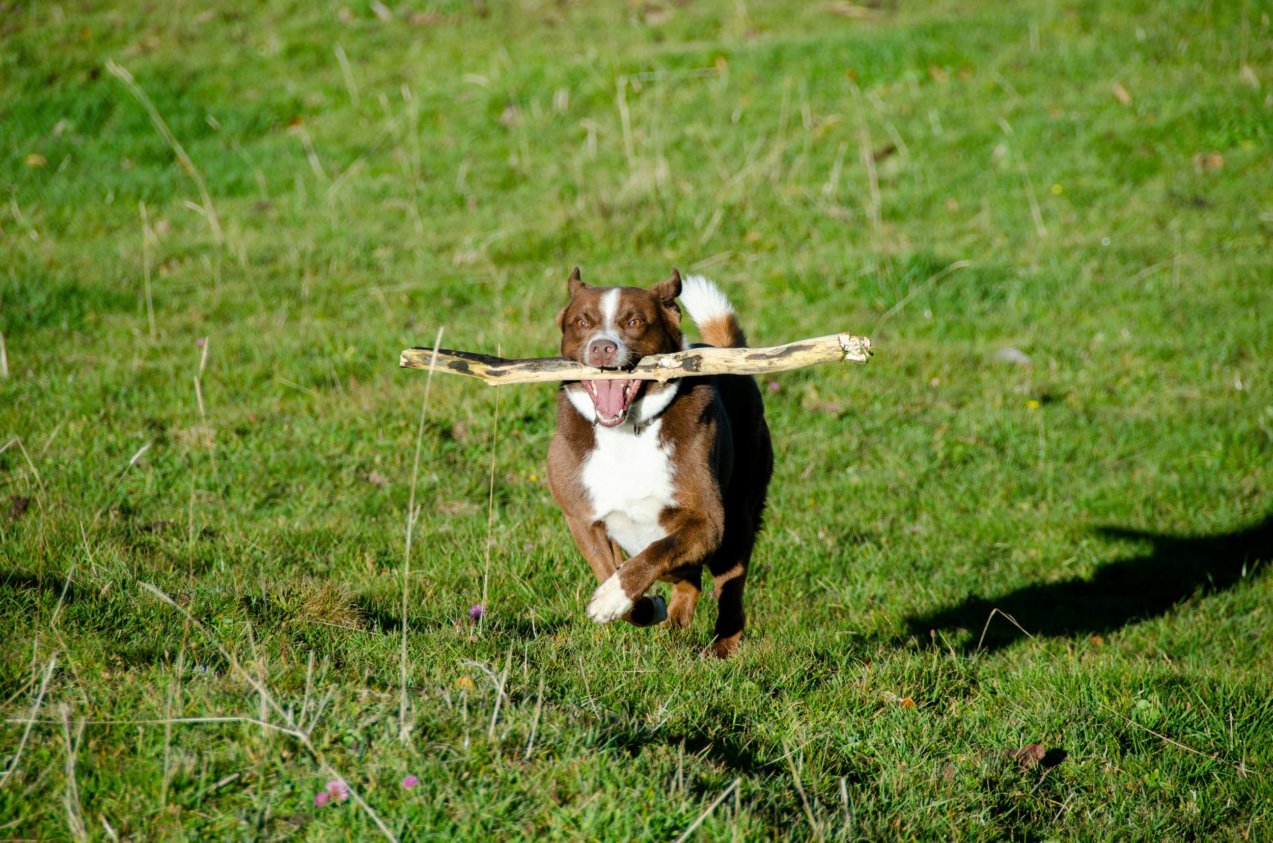 A brown and white dog runs across a grassy field, carrying a long stick in its mouth, with its ears perked and tail raised.