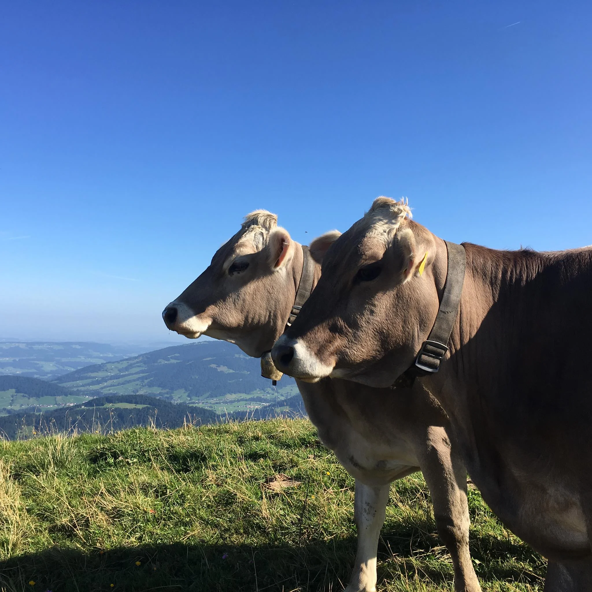 Austrian dairy cows.jpg