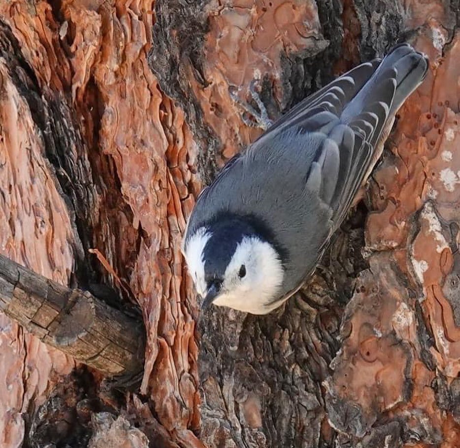 &ldquo;Few of our local birds can cheer me so easily as one of our little nuthatches. As 2021 comes to a close, I give you the gift of a Nuthatch Suite! Enjoy.&rdquo; &mdash;Walt Anderson

1) Of the three species of nuthatch in Arizona, the White-bre