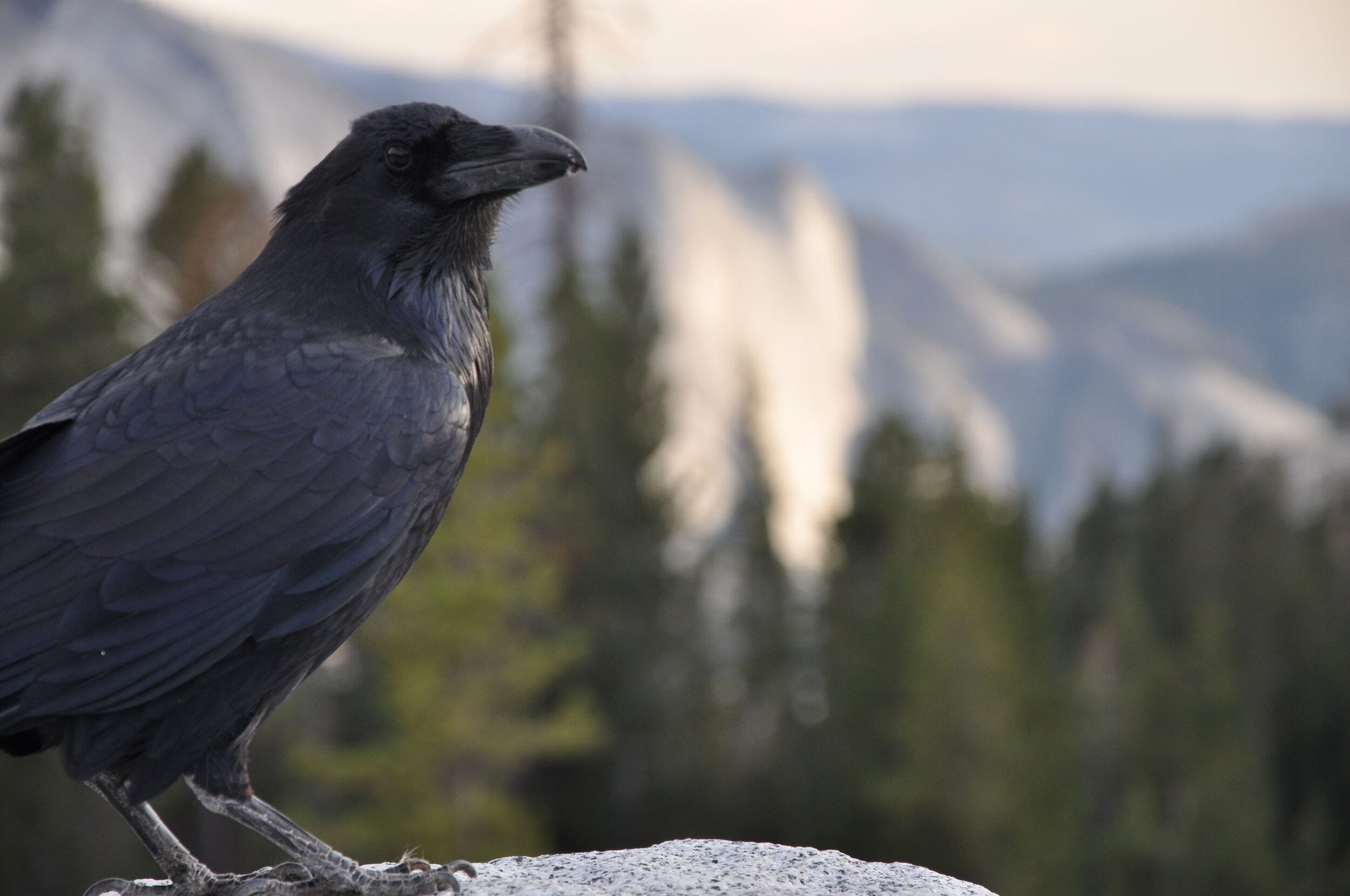  Raven, above Olmsted Point, above the top of the Sierra Nevada Mountains in Yosemite 