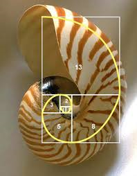FibonacciSpiralShell.png