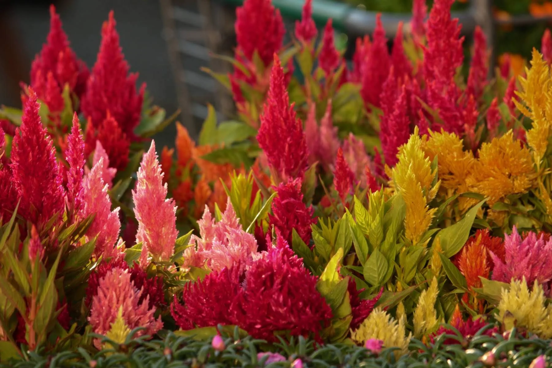 Garden Center — Hoerr Nursery