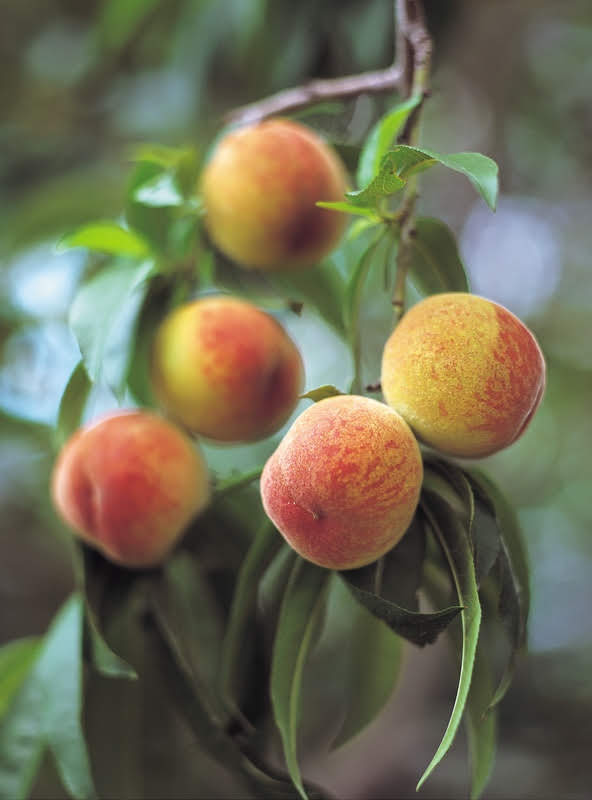 Fruit Trees