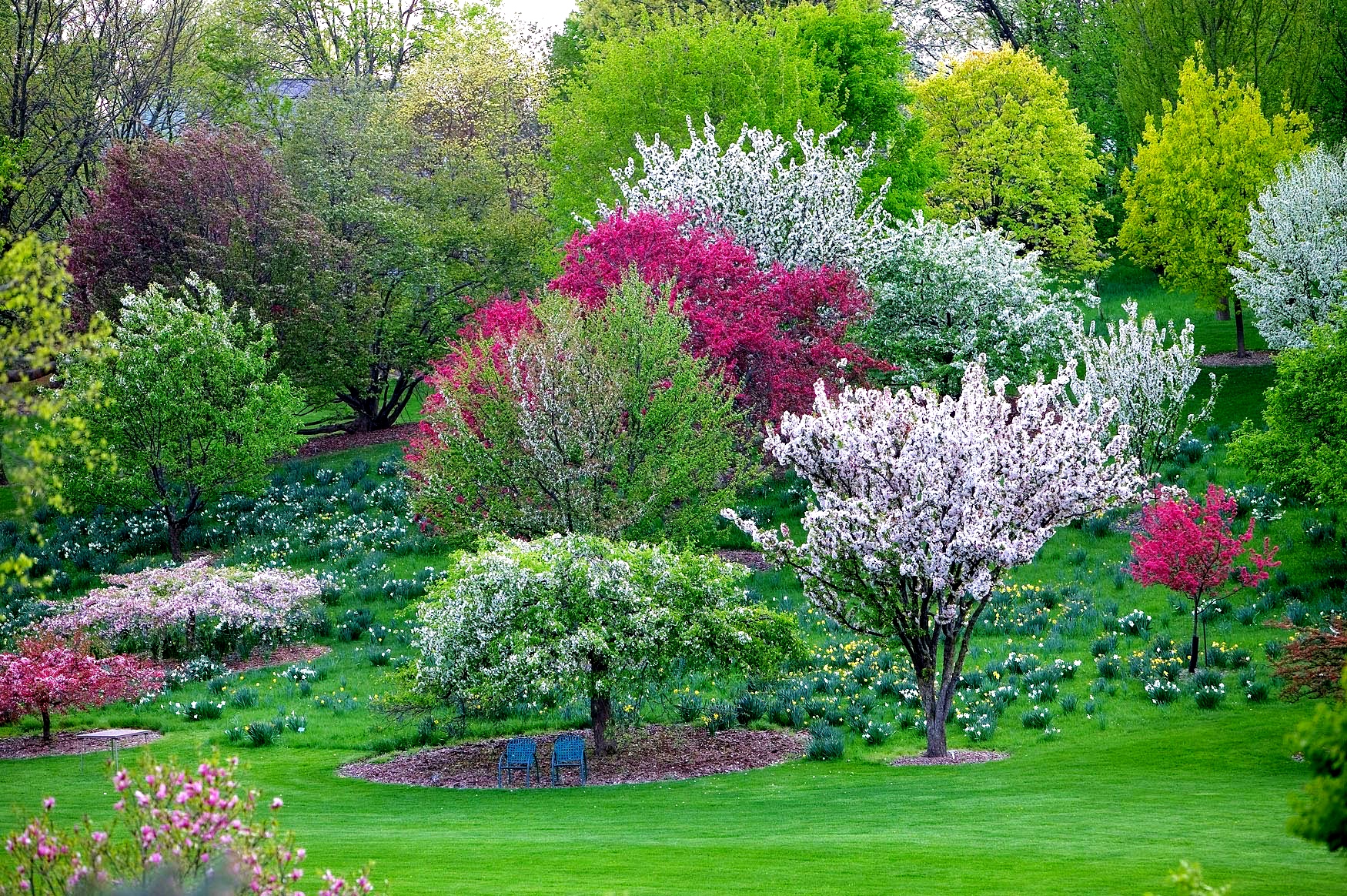 Trees Hoerr Nursery