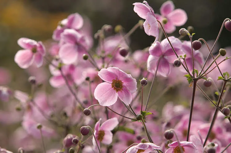 SpringBulbs.jpg