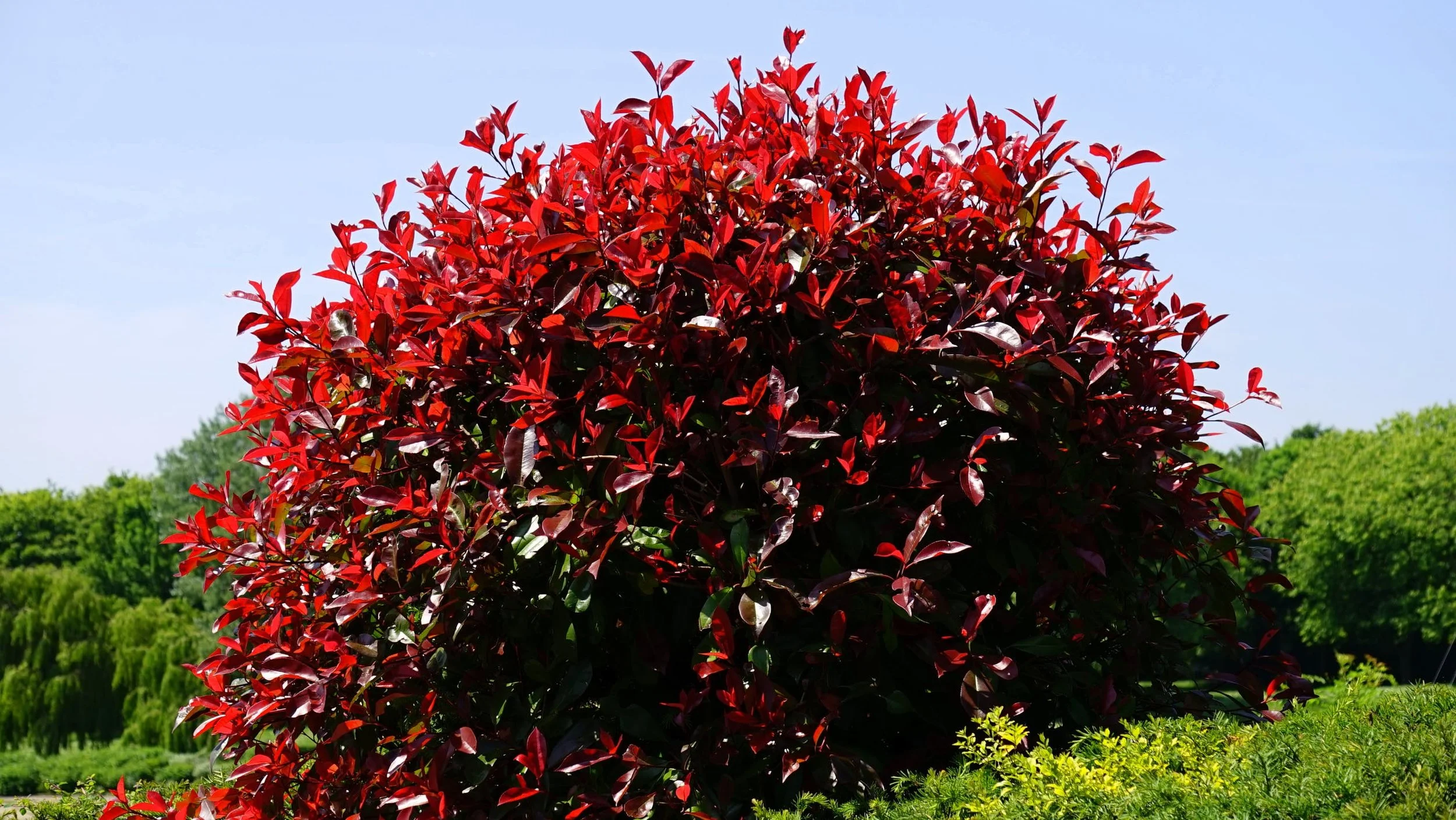 LargeShrub.jpeg