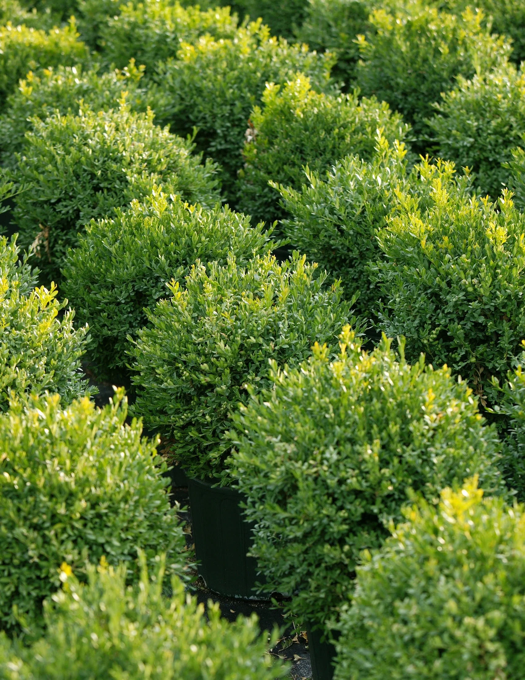 EvergreenShrub.jpg