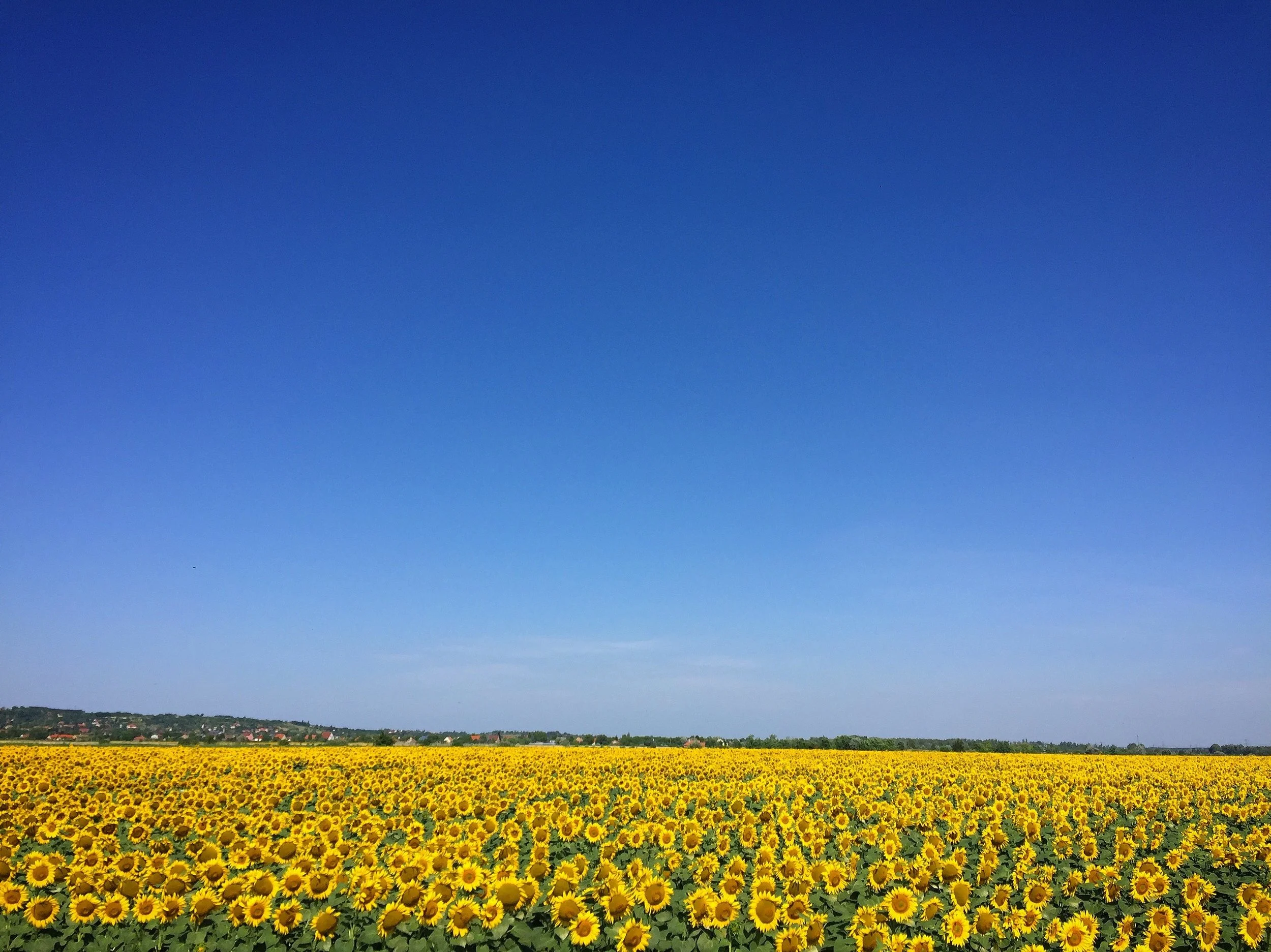 blooming-blossom-blue-sky-544554.jpg