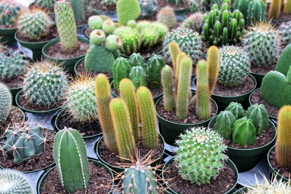 cacti.jpg