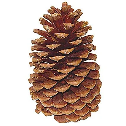 Jeffery Cone.jpg