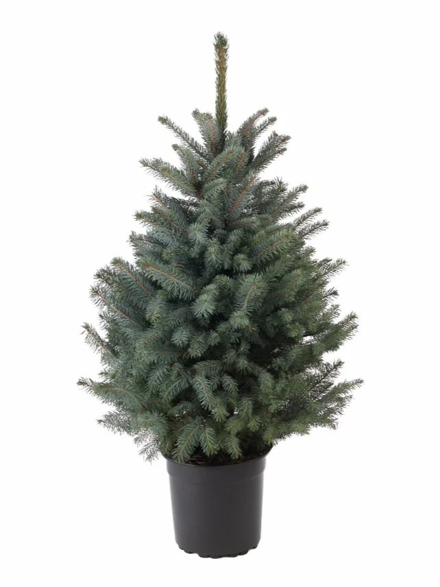 Blue+Spruce+Tree+Top.jpg