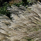 Ornamental Grasses