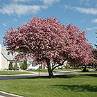 Ornamental Trees