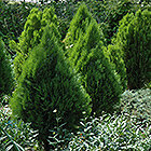 Evergreen Shrubs