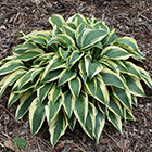 Shade-Tolerant Perennials