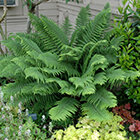 Ferns