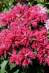 Cherry Pops Beebalm
