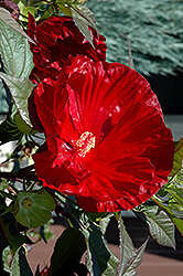 Summerific® Cranberry Crush Hibiscus