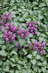Orchid Frost Spotted Dead Nettle