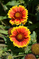 Arizona Sun Blanket Flower