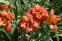 Mighty Chestnut Daylily