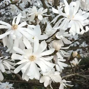 All about magnolias!
