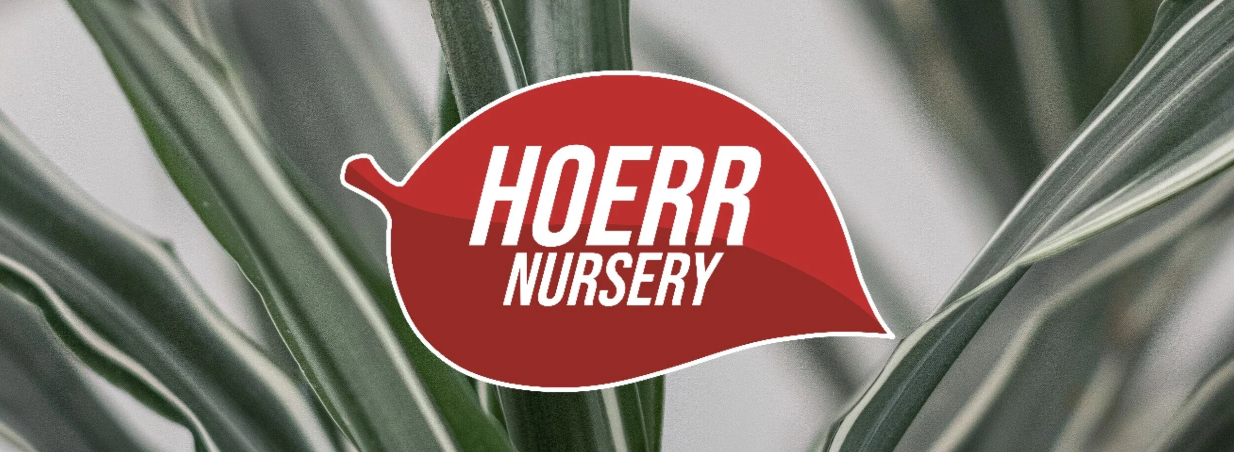 Happy Houseplants How-To! Watering Tips