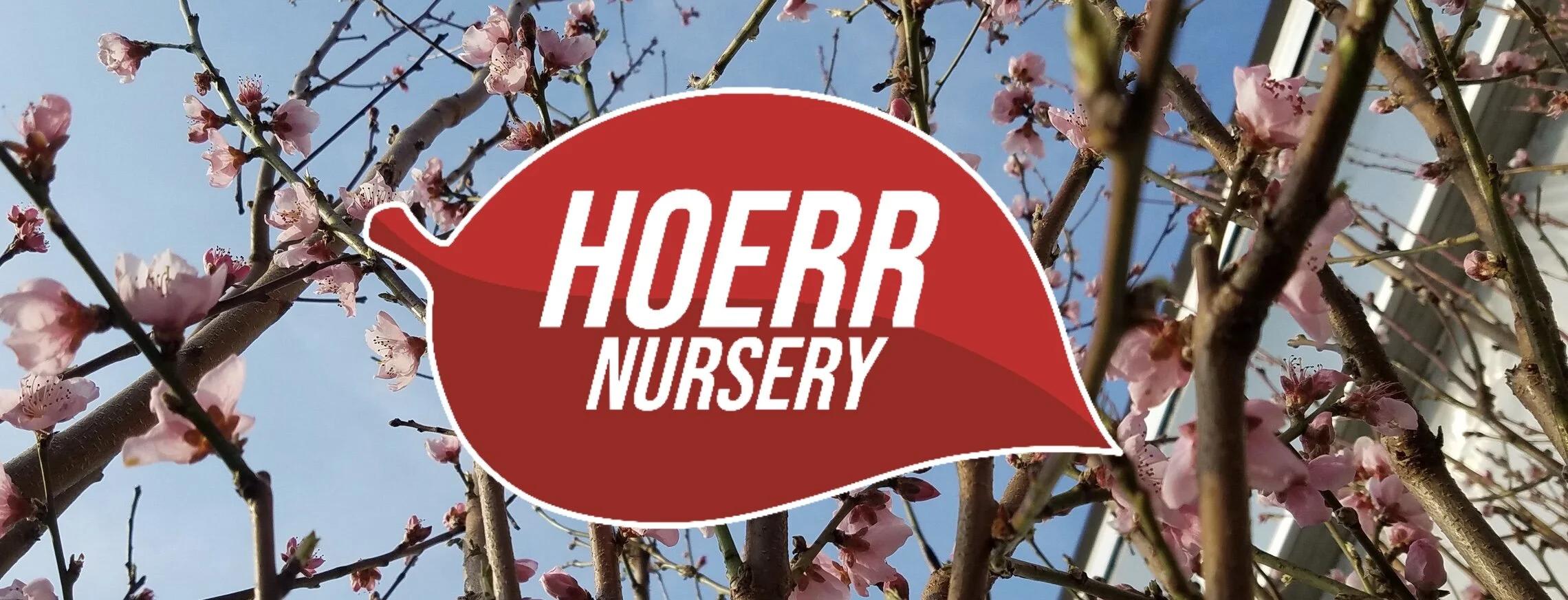 FRUIT TREES ARE HERE!