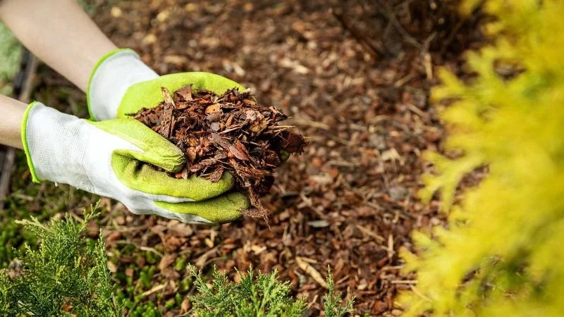 MULCH MADNESS! 2024