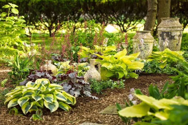 Illuminate Your Shade Garden with Golden Foliage
