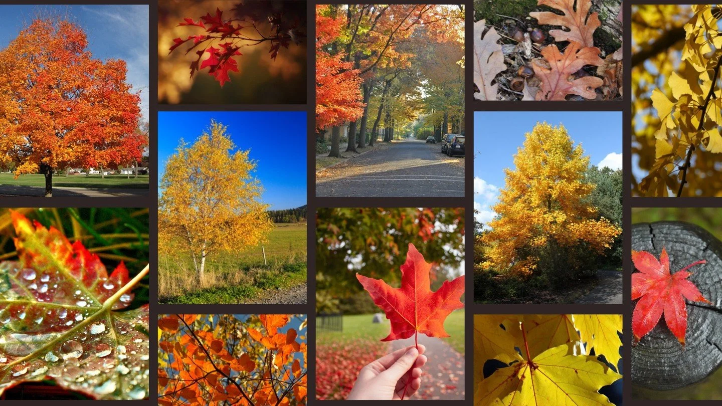 What fall color is your favorite? 🍁

Whether you love fiery reds, sunny yellows, or cozy ambers, we&rsquo;ve got the trees to bring the magic home. Cooler temps mean stronger roots and better growth come spring, so let us help you bring that warmth 