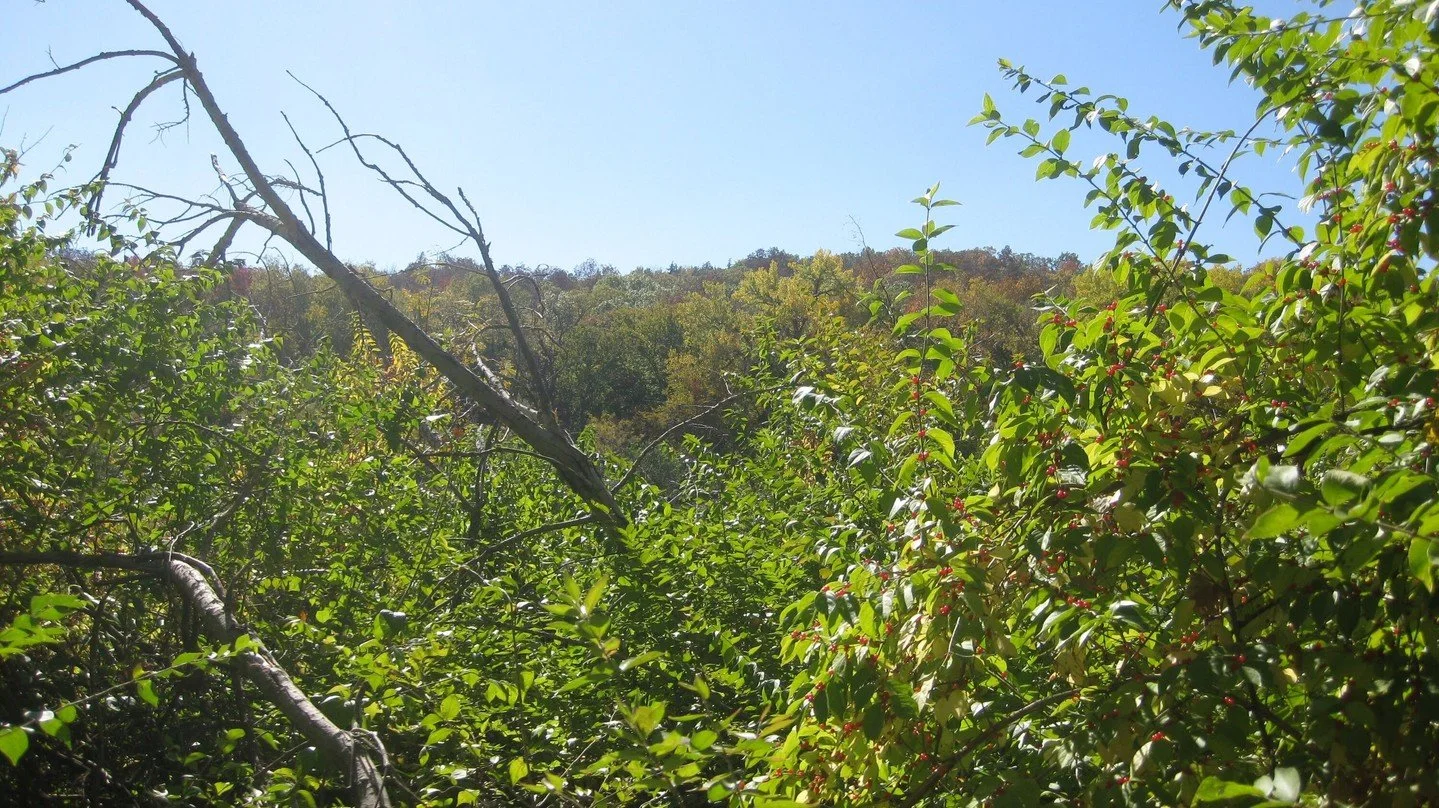 If you've noticed dense shrubs taking over the local woods on your property, it might be invasive bush honeysuckle. (pictured in image) These plants choke out native trees and plants, affecting wildlife and changing the character of the woods. Unfort