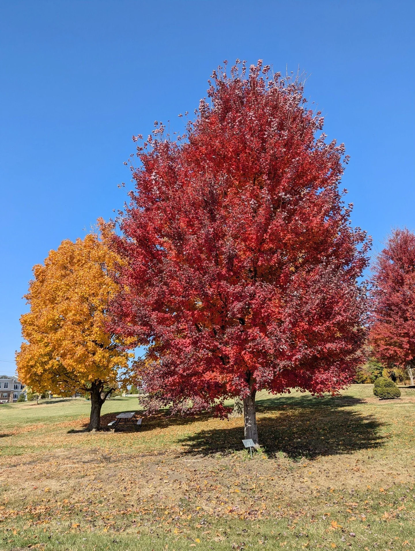 What's that red tree? 🍁 Here are four of the most striking red-leaved varieties you might see around town, all showing off right now on our front lawn: 

1. Redpointe Maple is a Hoerr Nursery Tried &amp; True Tree, known for its strong branches and 