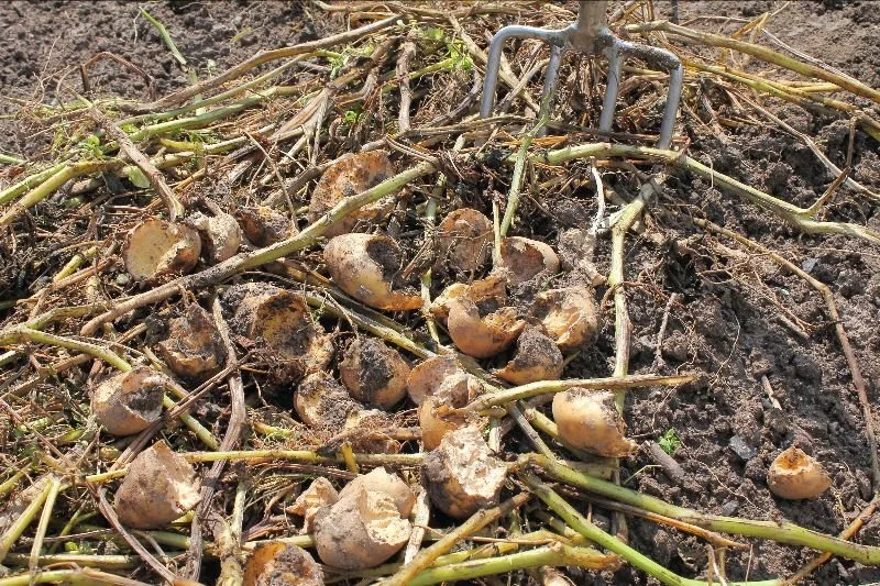 Stop Winter Vole Damage Before It Starts!