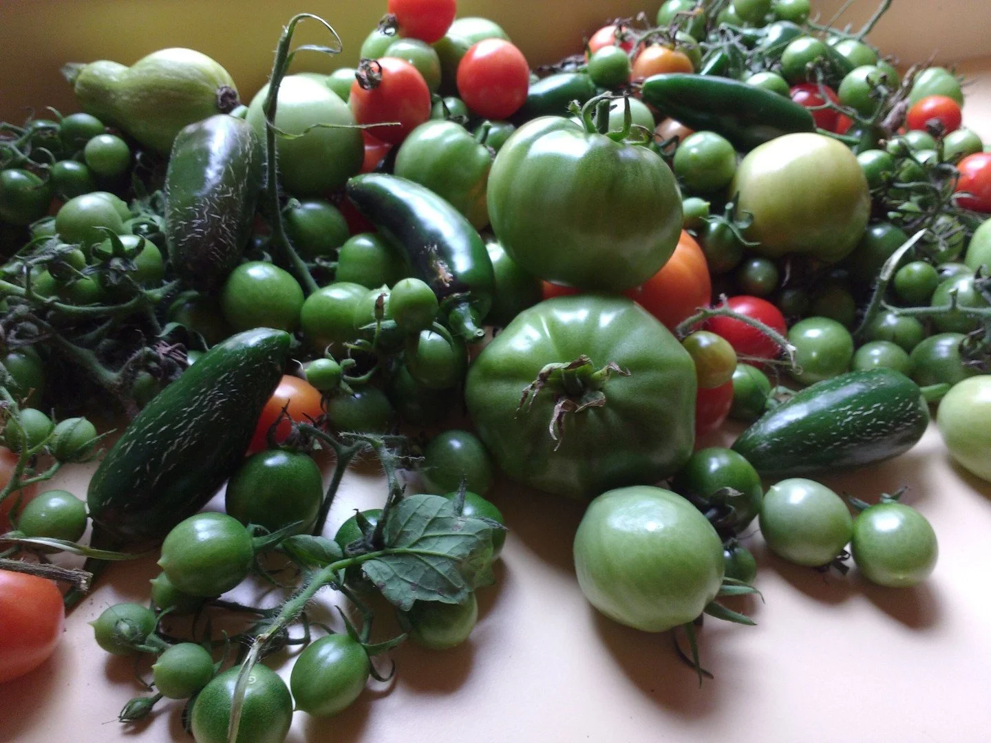 Does your kitchen counter look like this right now? This snapshot came from one of our employee's kitchens, and we've been swapping ideas about what to do with all those green tomatoes!

Fried green tomatoes are the classic option for most of us, but