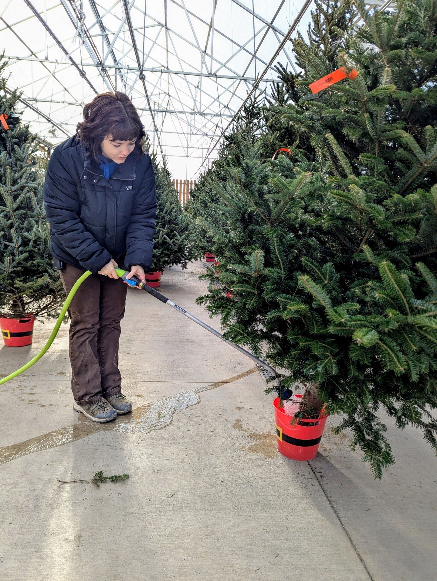 Baby, it&rsquo;s cold outside, but our Christmas trees are cozy! We give them tons of TLC, keeping them out of the wind, well-watered, and ready to make your home magical. ✨ Each one is full, fragrant, and right now they're 30% off! Stop by and pick 