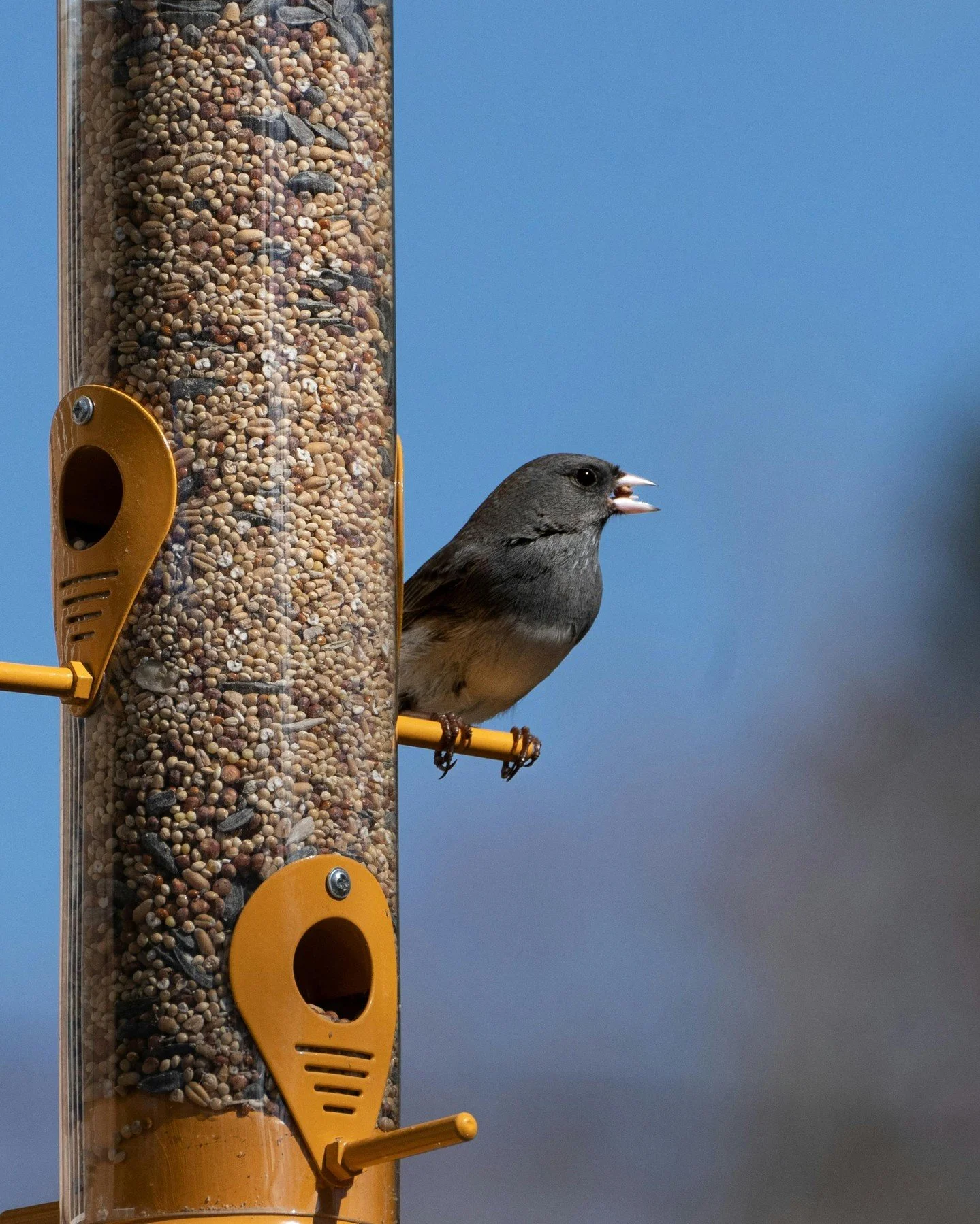 Winter bird-watching is one of the pleasures of the season, so don't forget the birds this Christmas! A seed or suet feeder will encourage them to visit all winter long, while birdhouses are often used as shelter even when it isn't nesting season. 🐦
