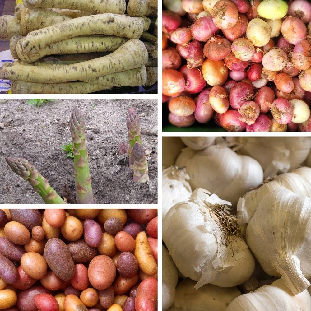 Want to grow more of your own food this year?

We've got veggies starting at $4.99 in stock now: horseradish, onions, softneck garlic, potatoes, sweet potatoes, and asparagus, with live starter vegetables still to come! Stop in, take a look, and grab