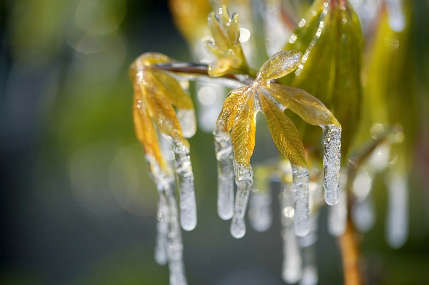 ❄️Cold alert! We're looking unseasonably cold single-digit temperatures the next two nights before we bounce back again. Talk about weather whiplash! If you&rsquo;ve already planted, treat this just like a frost event:

- Use a 5-gallon bucket (weigh