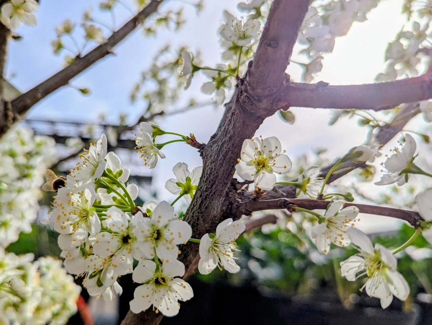 Grab something sweet for your yard this week! Fruit trees and small fruits have arrived, and the bees approve. 🐝 If you've been dreaming about fresh-from-the-garden fruit, swing by and take a look. These trees and shrubs are cold hardy and ready to 