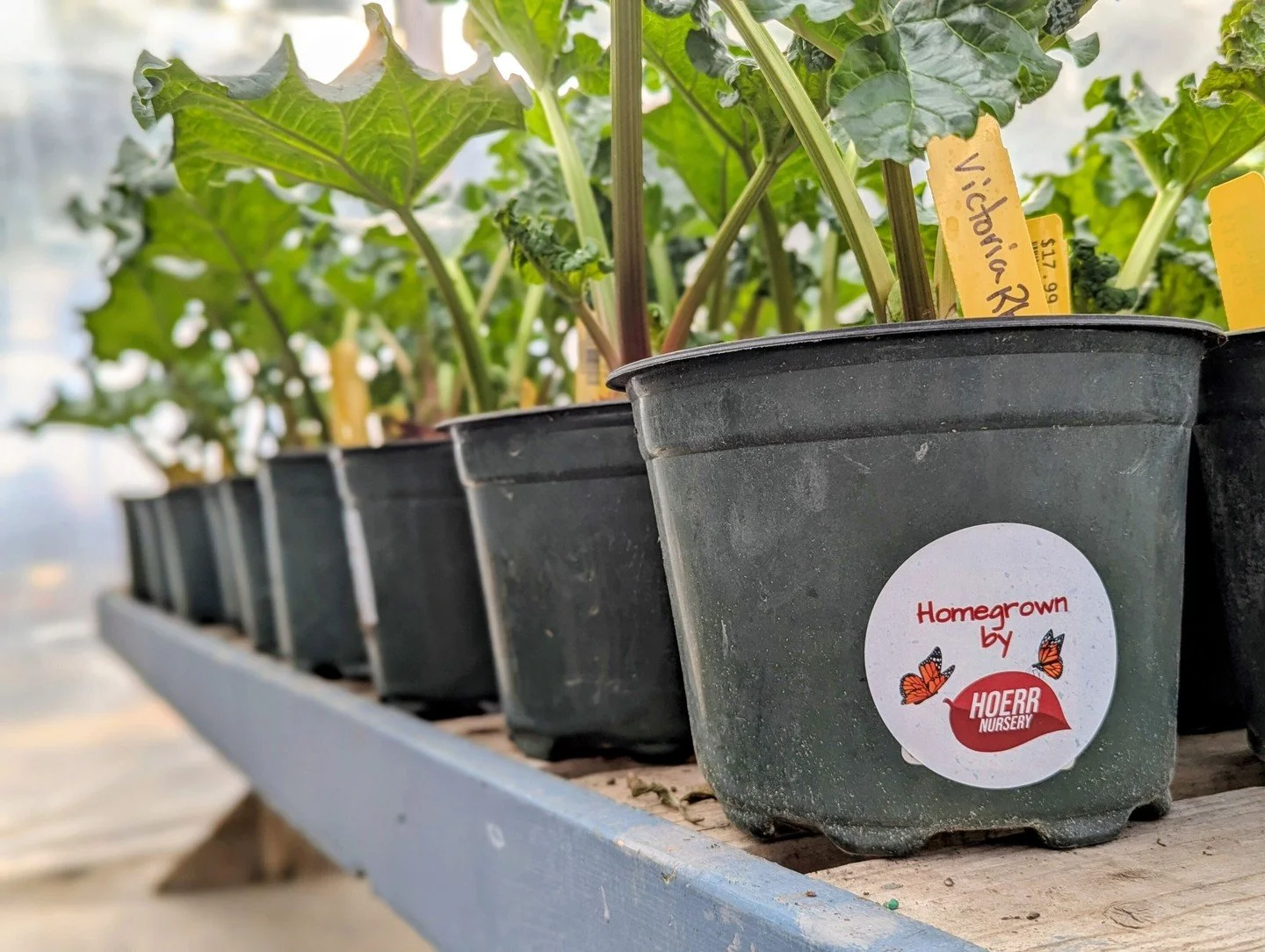 Remember the ginormous rhubarb roots we planted a few weeks ago? Check them out now! They're up and growing, and ready to head home with you in a 2-gallon pot for $17.99. At this size, they have the strength to start producing much sooner than typica