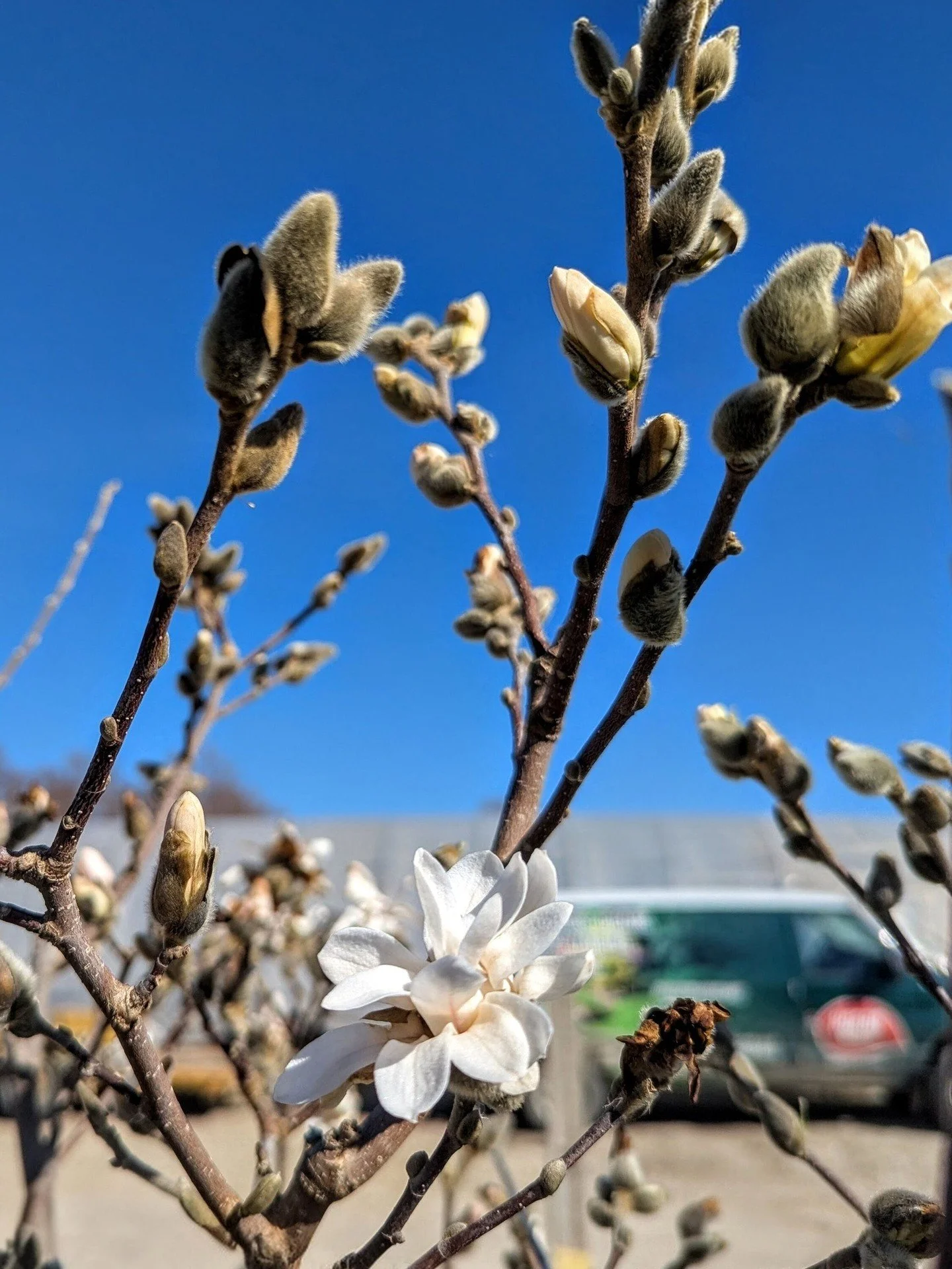 Star Magnolias are usually among the first flowering trees to wake up in our area, and their white, starry blooms put on a spring show before the other trees even think about leafing out. They're a great fit if you want a compact, multibranched tree 