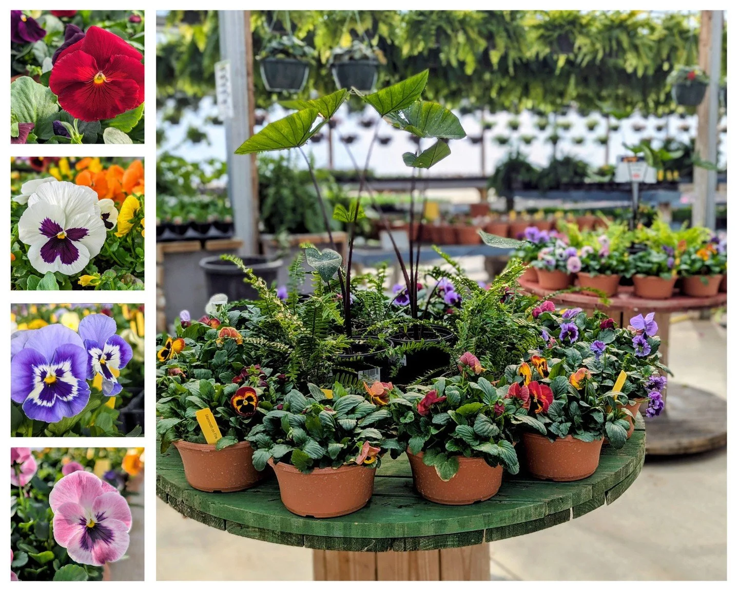 Bring spring home with our pretty, plentiful pansies! 🌸 These tough little charmers handle whatever the season throws at them and keep on smiling. Grown right here at Hoerr Nursery, they&rsquo;ll give you instant color while the rest of the garden i