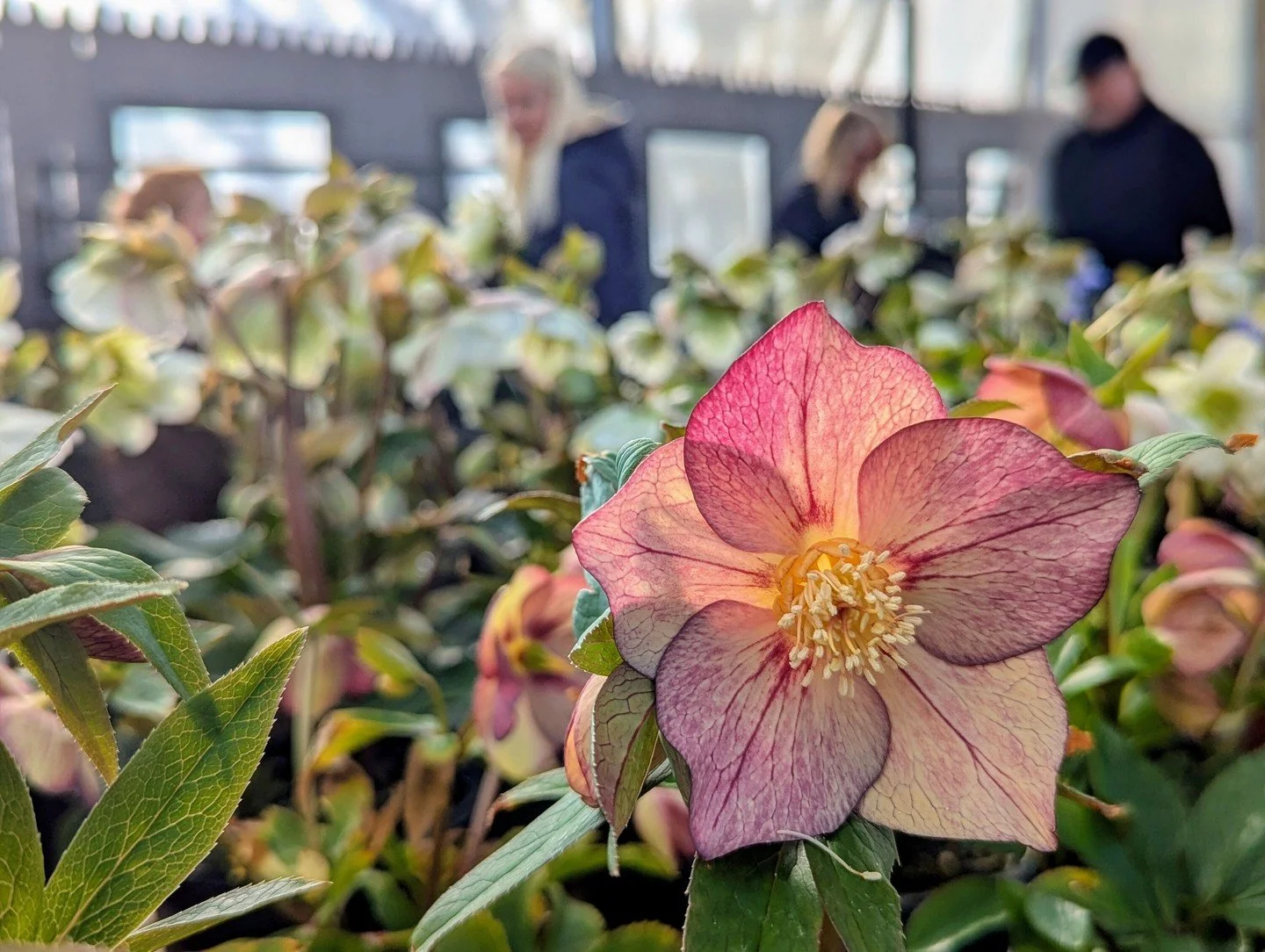 ⚡Flash sale on Lenten Rose!
Thursday through Saturday only, March 26th-28th, buy four Lenten Rose for $100! These slow‑growing but long-lived perennials take several growing seasons to reach blooming size, but ours are flowering now and ready to brin