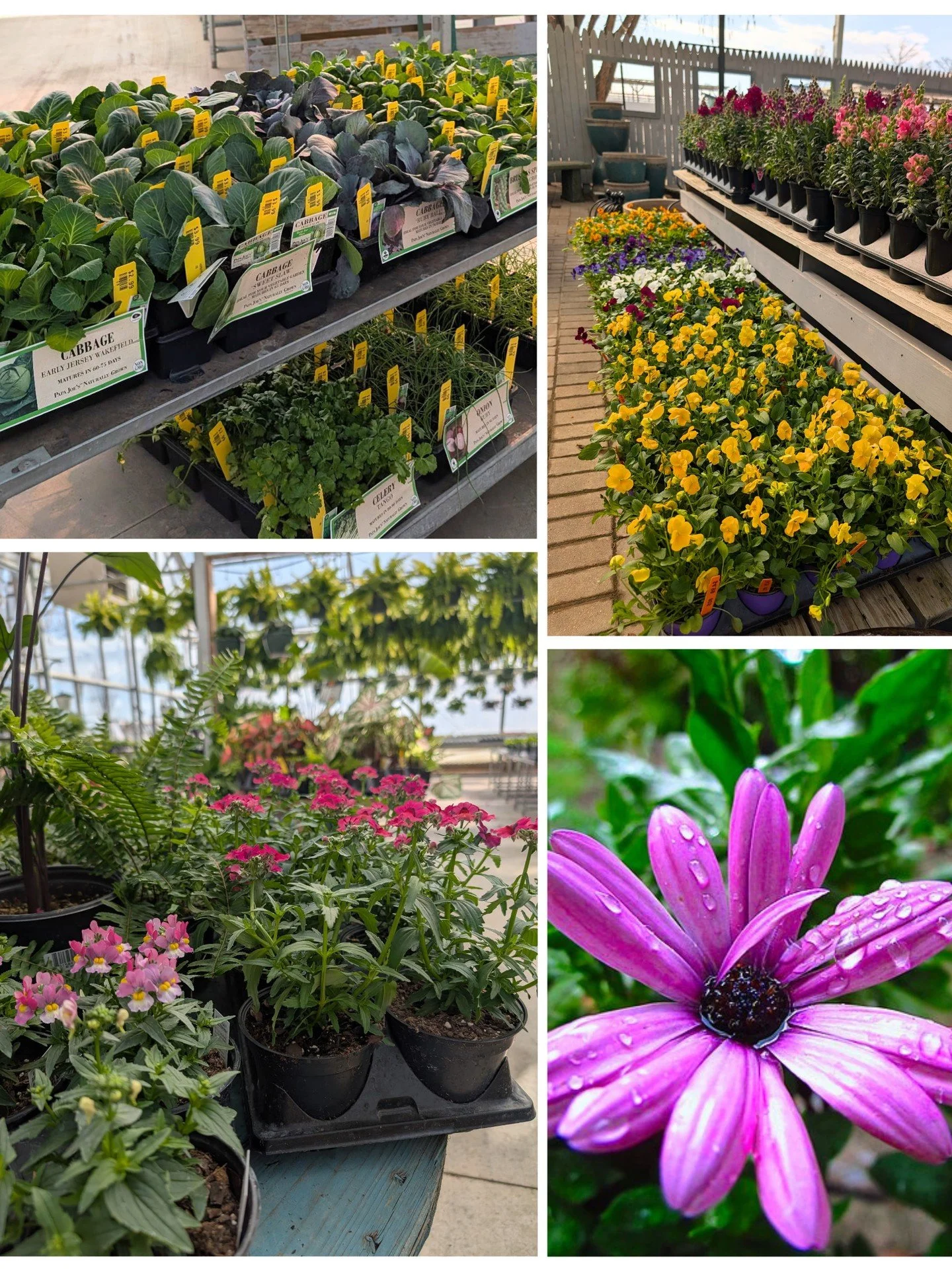 Our annual grower, Carley, shared her go-to plants for our unpredictable spring! 🌦️Clockwise from top left:

-Cool-season veggies and leafy greens for an early harvest
-Snapdragons &amp; Pansies to get the season started
-African Daisies, which will