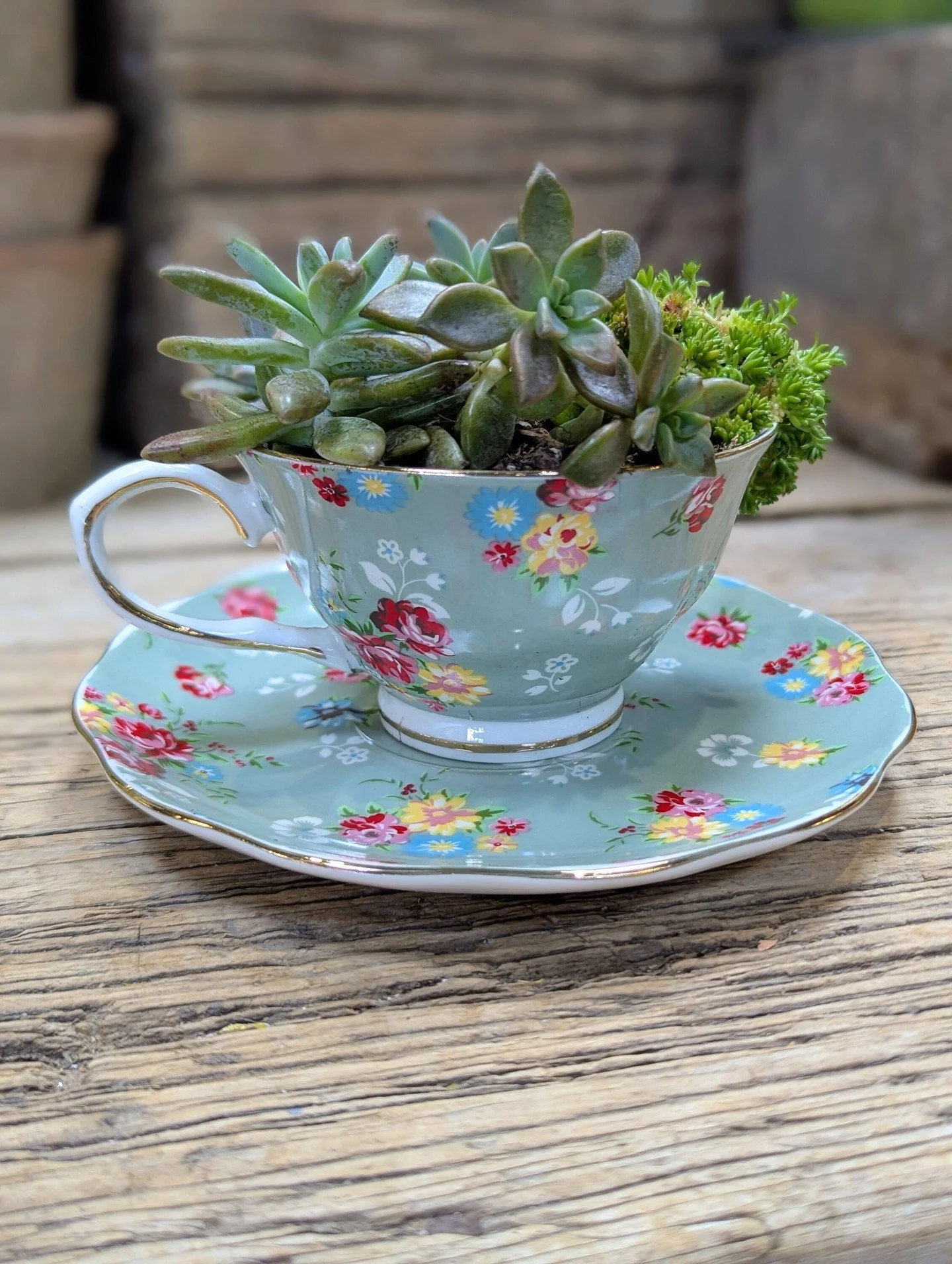 Sign up for a Succulent Teacup Workshop on April 25th at Hoerr Nursery! Our very own Lisa will guide you step-by-step to create a mini succulent garden inside a teacup, all materials included. It's a perfect early Mother&rsquo;s Day outing, or just a