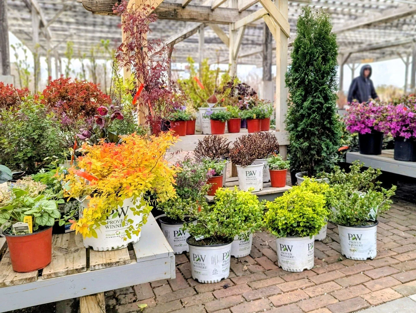 The yard is filling up, and spring is in full swing! Every perennial, tree, and shrub you&rsquo;ll find up front is acclimated and ready to plant. If you can&rsquo;t find what you&rsquo;re looking for, just ask! We&rsquo;ll check the hoop houses and 