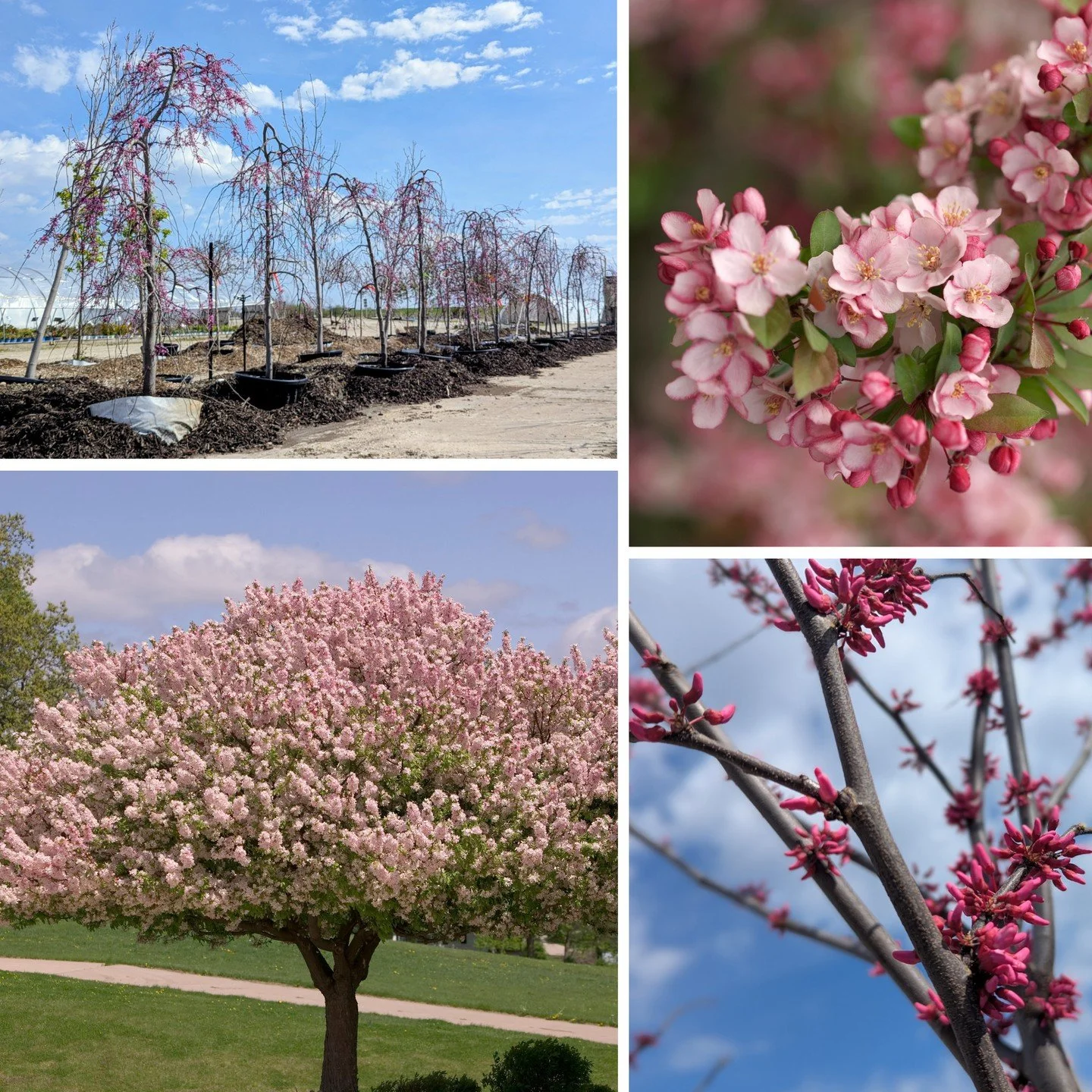 Watching the yearly bloom-off between the redbuds and the crabapples is one of the joys of spring! It also brings up profound gardening questions like, "why are redbuds called 'redbuds' if they're pink?" and "If I plant a crabapple, wi
