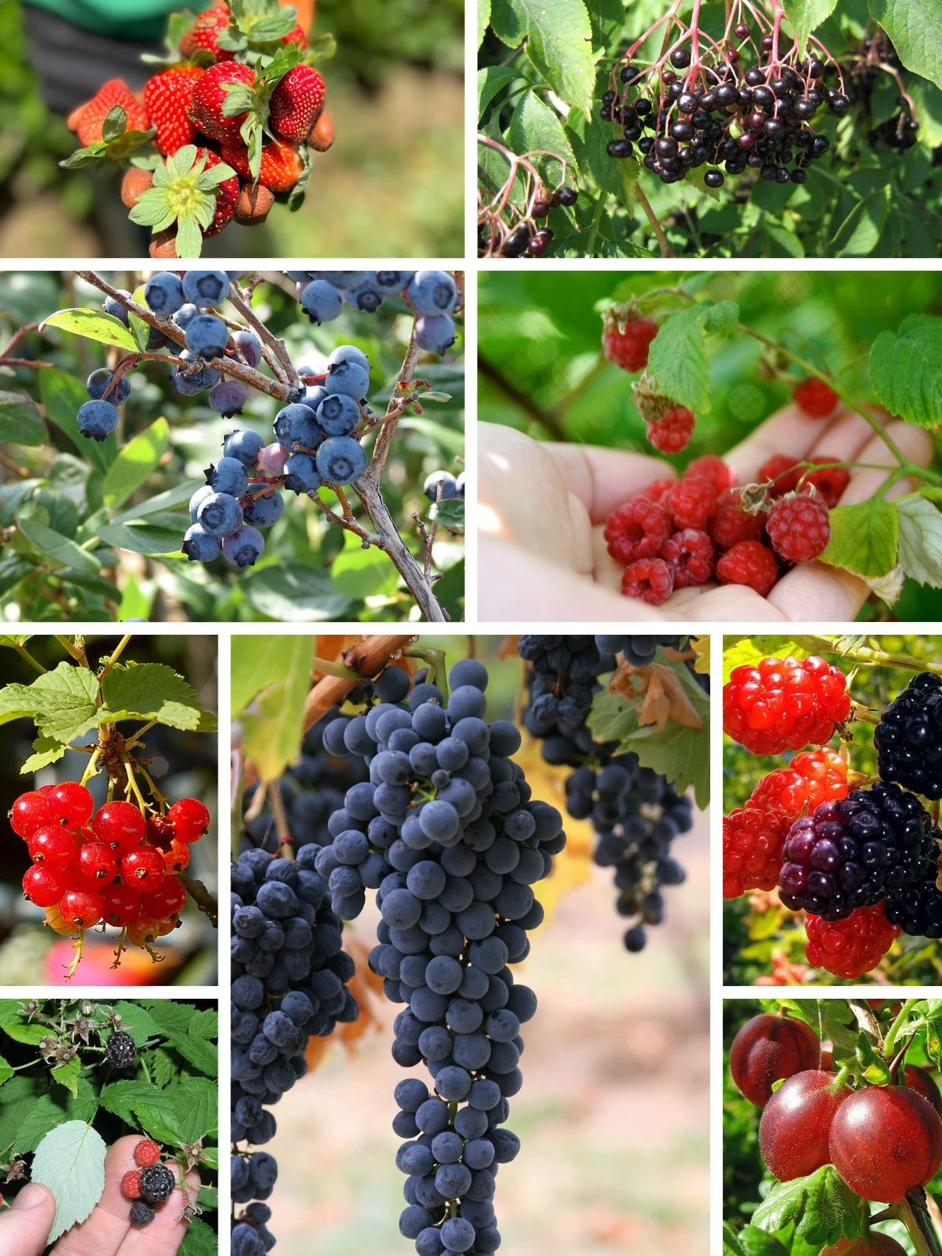 Want to grow your own fresh fruit, but you don't have a spot for a fruit tree? Good gardening isn't about having the biggest yard; it's about making the most of the space you have. Strawberries, elderberries, blueberries, raspberries, currants, grape