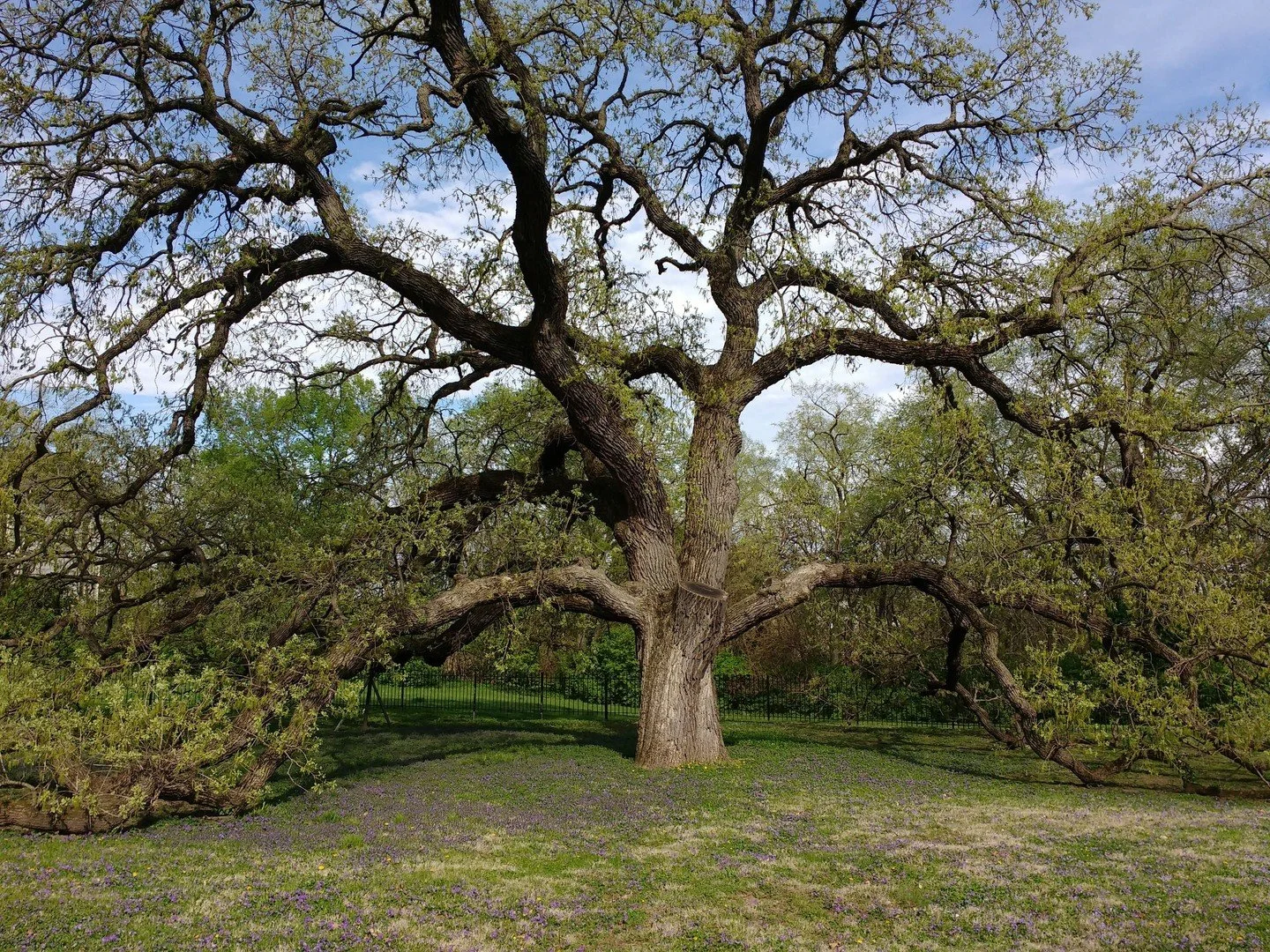 Plant a tree that lasts for generations! 🌳

This Arbor Day, we&rsquo;re celebrating a century of growing with you, and that got us thinking about the trees that will outlive us all. Here are nine of the longest-lived trees for Central Illinois:

1. 